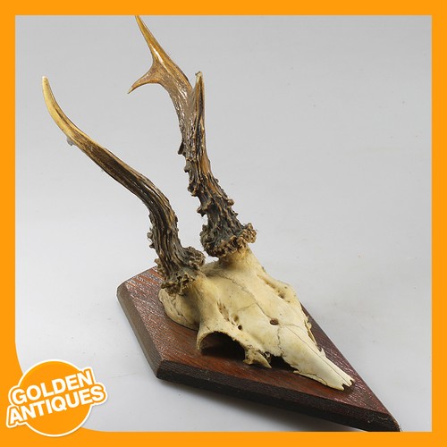 Roe deer antlers horns wall - roe,