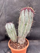 Euphorbia horrida cactus - euphorbia,