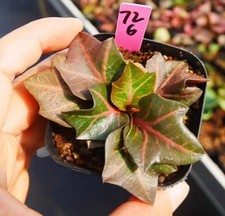 Raro Cactus Euphorbia