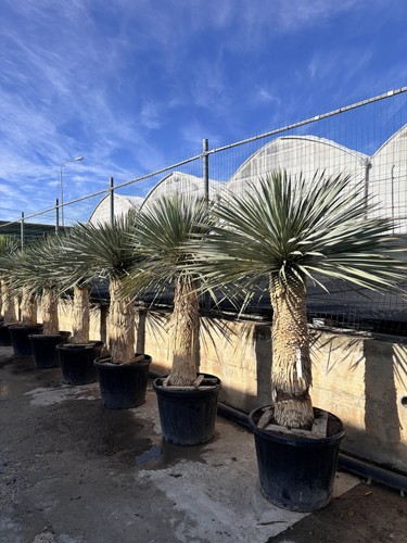 Yucca rostrata vaso h - vaso,