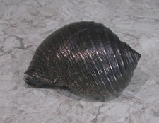 Conchiglia Tonna Galea