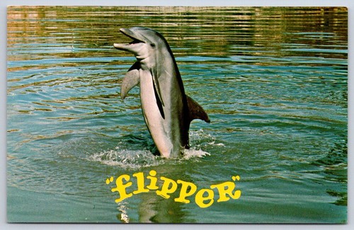 Flipper vintage delfino show