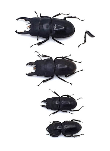 Lucanidae serrognathus - 4x,