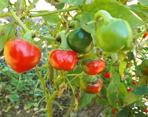 Semi peperoncino ciliegia - peperoncino,