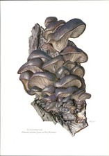 Funghi - Claus Caspari