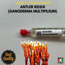 Cultura Liquida  ANTLER REISHI