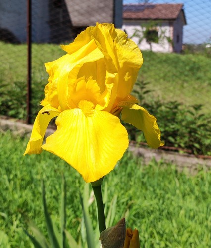 Rizomi iris germanica - 3,