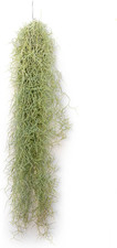 Piante tillandsia usneoides - piante,