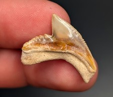 Splendido dente di squalo