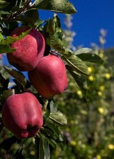 Pianta di melo: varietà mela