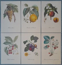 Stampe Botaniche Frutti su Cartoncino Ruvido Set di 6 Vintage