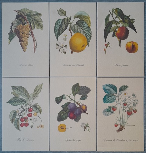 Stampe botaniche frutti - botaniche,