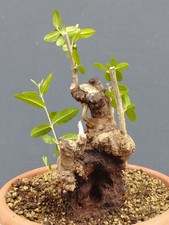 Bonsai olivastro 25x14cm - olivastro,