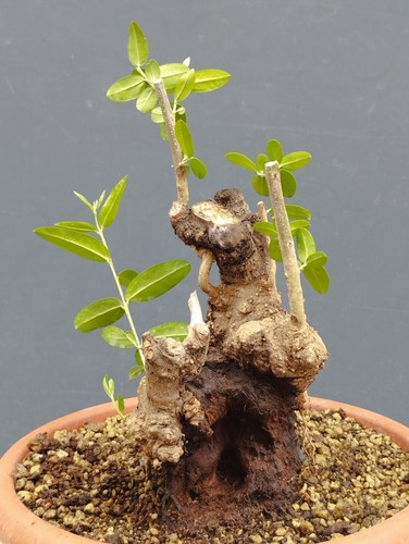 Bonsai olivastro 25x14cm - 25x14cm, in