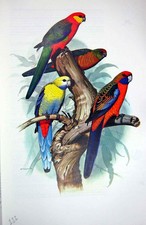 Vecchia stampa d'epoca