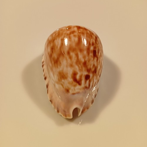Zoila marginata - zoila,