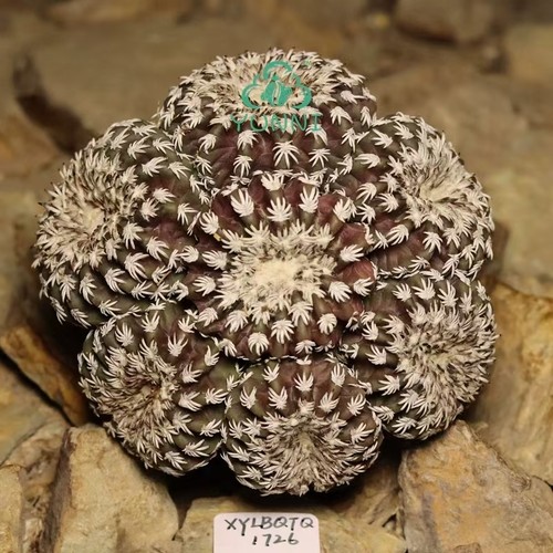 Pianta rara cm - cm, discocactus
