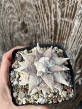 Ariocarpus Retusus / Old Plant/collection Plant