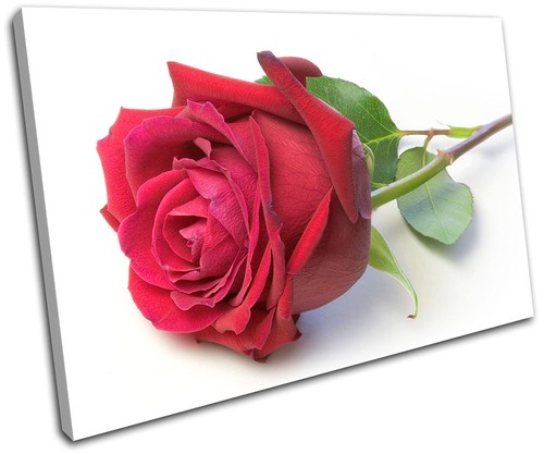 Roses flower love - flower, floral
