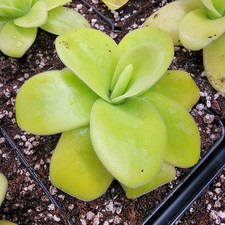 Pinguicula gigantea