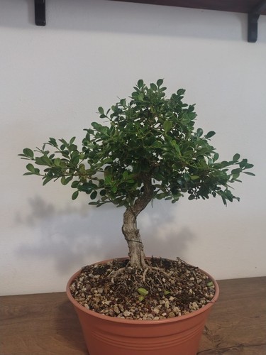Bonsai bosso - bonsai,