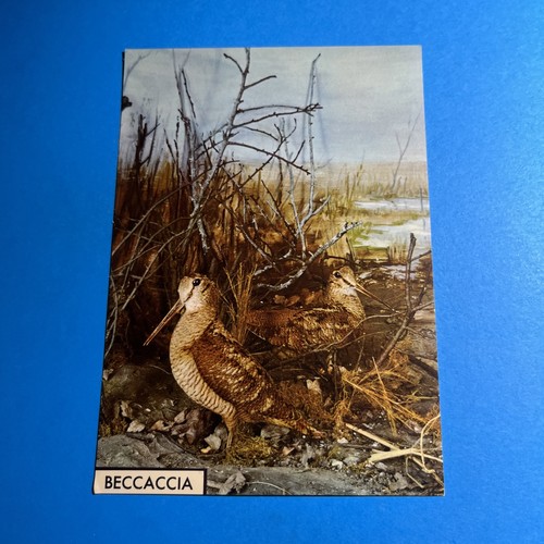 Beccaccia scolopax rusticola - beccaccia,