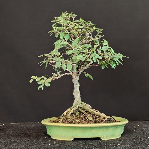 Shohin bonsai olmo giapponese - shohin,