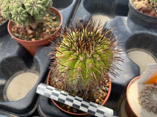 407 copiapoa cinerea - 407,