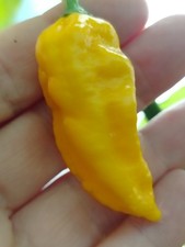 10 Semi Di Peperoncino Naga