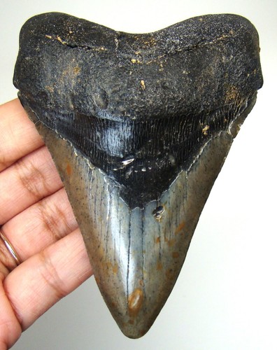Dente squalo megalodonte - dente, di