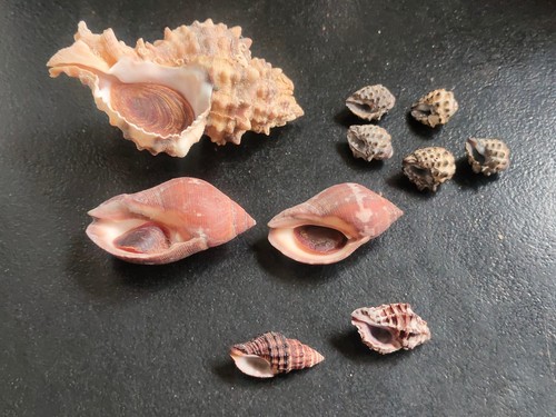 Conchiglia shell lotto - conchiglia,