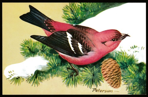 Bill crossbill bianco alato - crossbill, bianco-alato