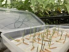 Bambu Gigantochloa 'bicolor Bamboo, 15 Semi Raccolto 2023,Raro Bambù,multicolor