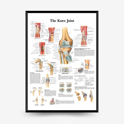Tabella anatomica