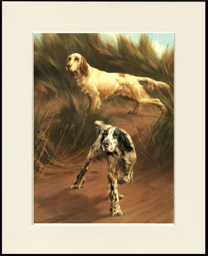 Setter inglese cane stampa - setter,