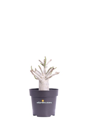 Pianta adenium baobab rosa - pianta,
