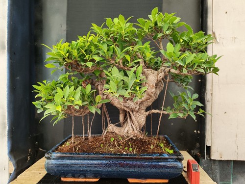 Bonsai ficus retusa h 55 - ,