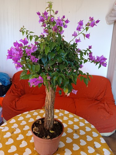 Bouganvillea bonsai vaso - bonsai,