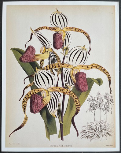 Botanique orchidées - botanique,
