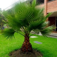 Washingtonia filifera semi