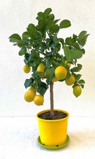 Limone carrubaro citrus - limone,