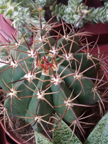 Melocactus matanzanus pianta - matanzanus,