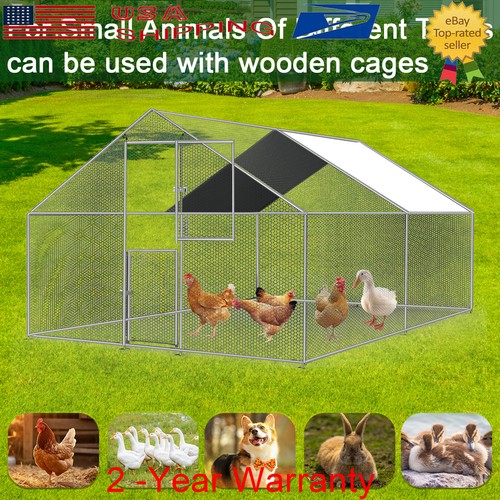 Penna corsa per pollo - penna,