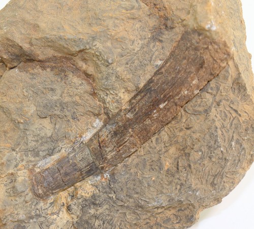 Costola nothosaurus sp - costola,,