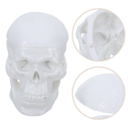 Mini cranio umano - cranio, per