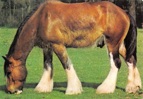Cats dogs horses - horses, postcards