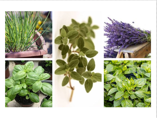 350 semi erbe - semi, aromatiche