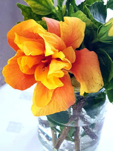 Fiori doppi arancio ibisco 4 - fiori,