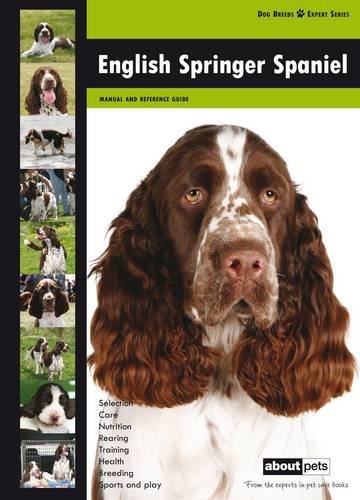 English springer spaniel dog - springer,