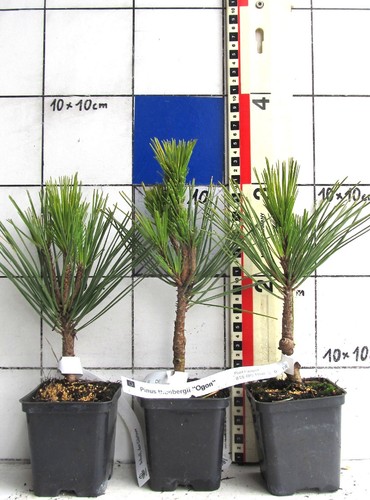 Pinus thunb ogon varietà - pinus, +ogon+,